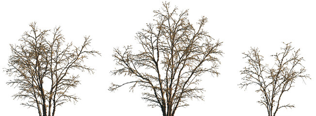 dry mossy leafless swamp Quercus variabilis tree frontal set isolated png on a transparent background premium cutout (Chinese Cork Oak, Oaks, Oriental Oak )