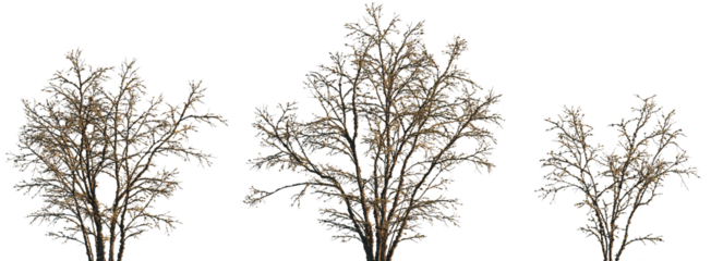 dry mossy leafless swamp Quercus variabilis tree frontal set isolated png on a transparent background premium cutout (Chinese Cork Oak, Oaks, Oriental Oak )