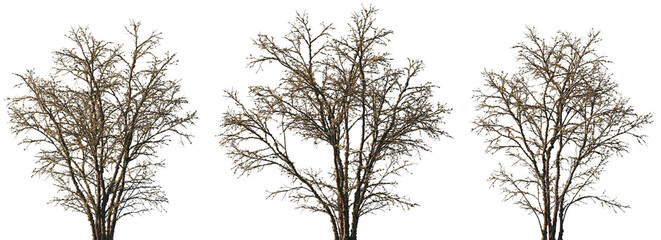 dry mossy leafless swamp Quercus variabilis tree frontal set isolated png on a transparent...