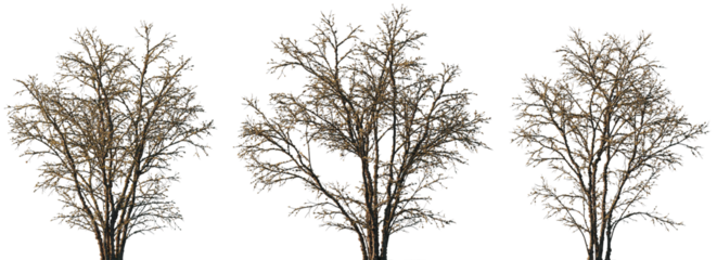dry mossy leafless swamp Quercus variabilis tree frontal set isolated png on a transparent background premium cutout (Chinese Cork Oak, Oaks, Oriental Oak )