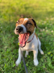 jack russell terrier puppy yawns