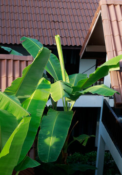 young banana leaf