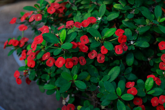 Euphorbia milii