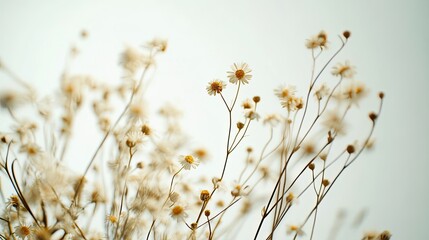 Dried daisies against a bright sky; nature background for design.