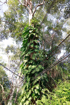 liana with large leaves in Thailand