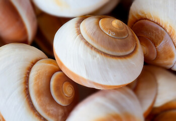 Viele Schaalen von Schnecken und Muscheln.