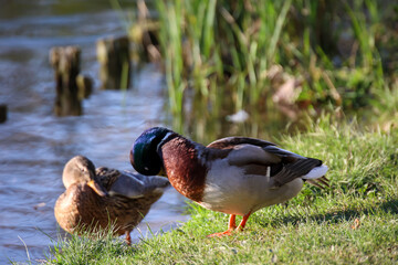 Ein Stockenten Männchen an einem Teich.