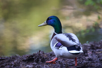 Ein Stockenten Männchen an einem Teich.