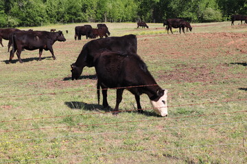 cows in a field