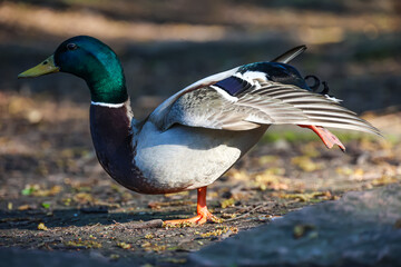 Ein Stockenten Männchen an einem Teich.