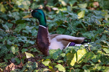 Ein Stockenten Männchen an einem Teich.