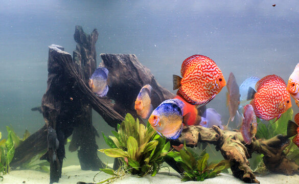 Diskus Fische im Aquarium.