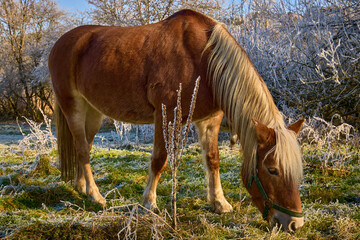 Ein braunes Pferd auf Futtersuche im Winter auf einer vereisten Almwiese