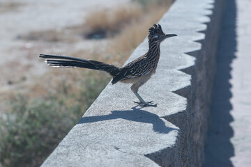 geococcyx californianus