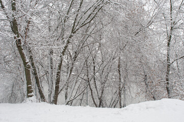 Winter landscape with snowy trees and lake in winter forest