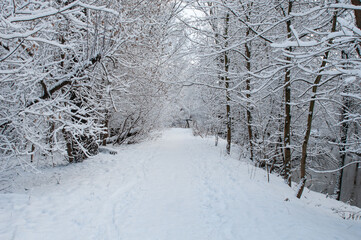 Path between snowy trees in winter forest. Tranquil winter landscape