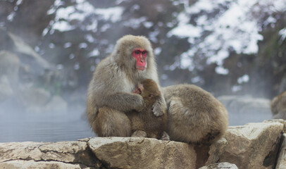 Naklejka premium Snow monkey mom hugging her baby at the hot spring