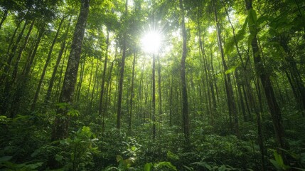 Obraz premium Wildlife a sunlit lush forest exploring vibrant ecosystem canopy