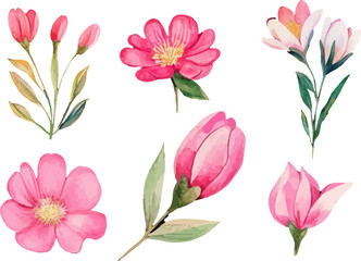 set of pink flowers