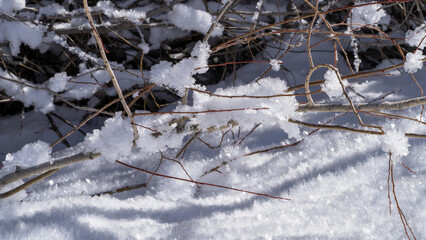 Large ice crystals on branches. Ice crystals shine reflecting sunlight surrounded by fluffy sparkling crystalline frost on a clear frosty winter day. Snowy nature close-up. Snow, sunny day.