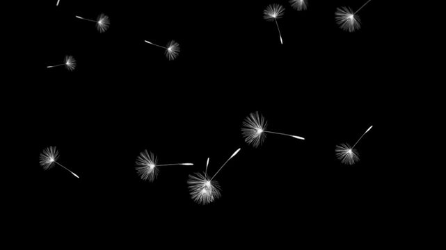 Flying dandelion. Video of a flying white dandellion. A dandelion falls down beautifully and romantically