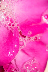 Abstract Red Pink Rose Petals in Water and Bubbles for Floral Background