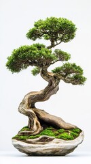 A grand, isolated tree on a white background, ideal for designing a formal garden with well-structured and organized landscaping features.