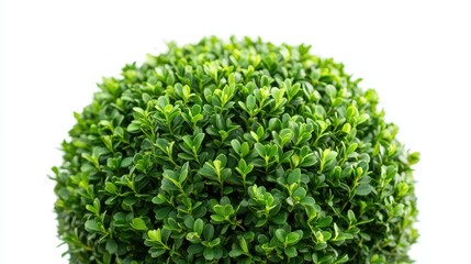 Obraz premium Clean and compact boxwood shrub shaped for formal gardens, standing alone against a white backdrop, ideal for creating structured, elegant landscapes.