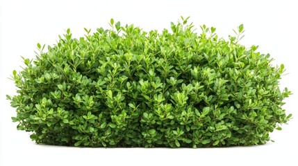 Fototapeta premium Symmetrical, compact boxwood shrub shaped for a formal garden, isolated against a white backdrop, ideal for landscaping projects.