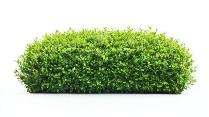 Symmetrical, compact boxwood shrub shaped for a formal garden, isolated against a white backdrop, ideal for landscaping projects.