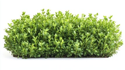 Fototapeta premium Symmetrical, compact boxwood shrub shaped for a formal garden, isolated against a white backdrop, ideal for landscaping projects.