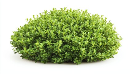 Obraz premium Symmetrical, compact boxwood shrub shaped for a formal garden, isolated against a white backdrop, ideal for landscaping projects.