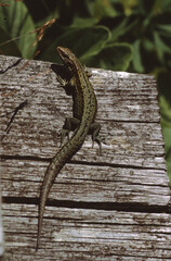 Zootoca vivipara or common lizard