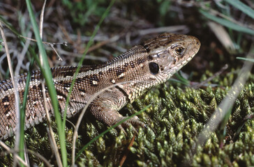 Lacerta agilis or  sand lizard