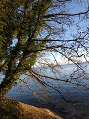 tree on the shore