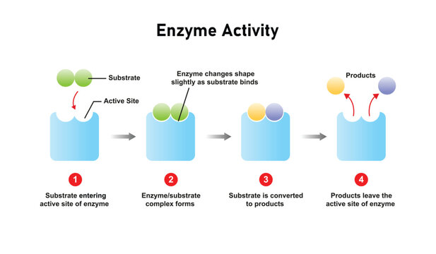Enzyme Activity in Substrate Science Design. Vector Illustration.