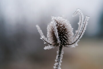 Samenkapsel einer Distel mit Eiskristall überzogen
