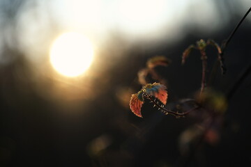 Rot gefärbte Blätter im Licht der winterlichen Abendsonne