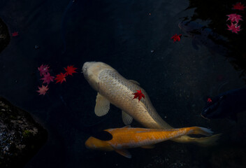 Koi Fish and Red Autumn Leaves