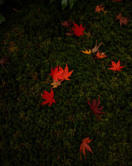 Red Ginko Leaves