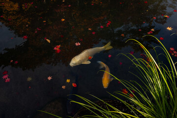 Koi Fish