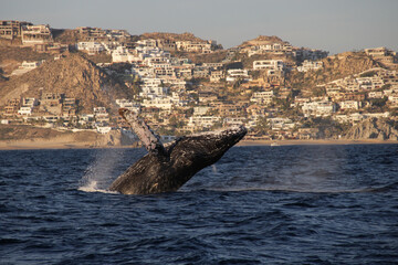Ballena jorobada megaptera novaeangliae 