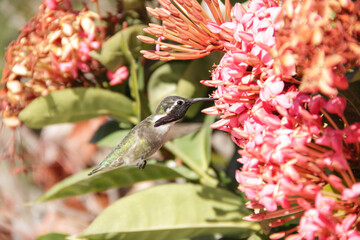 El colibr&iacute; de Costa o colibr&iacute; cabeza violeta