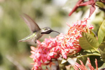 El colibrí de Costa o colibrí cabeza violeta