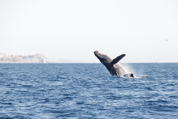 Ballena jorobada megaptera novaeangliae 