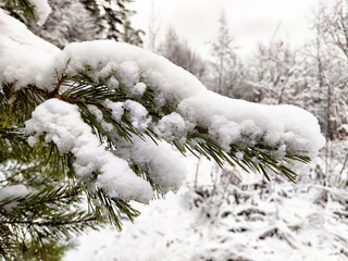 Snow-covered pine branches in a winter forest landscape with a blurred background during a cold day