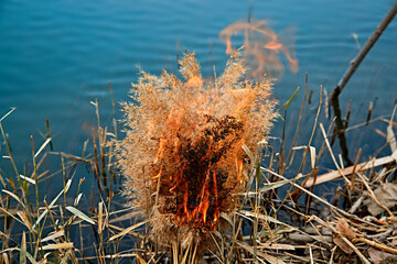 Wildfire burning on the reeds by the lake in late autumn