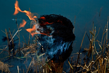 Wildfire burning on the reeds by the lake in late autumn