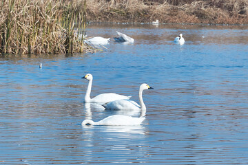 Obraz premium Swans in winter