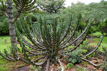 Euphorbia cooperi, candelabra tree.